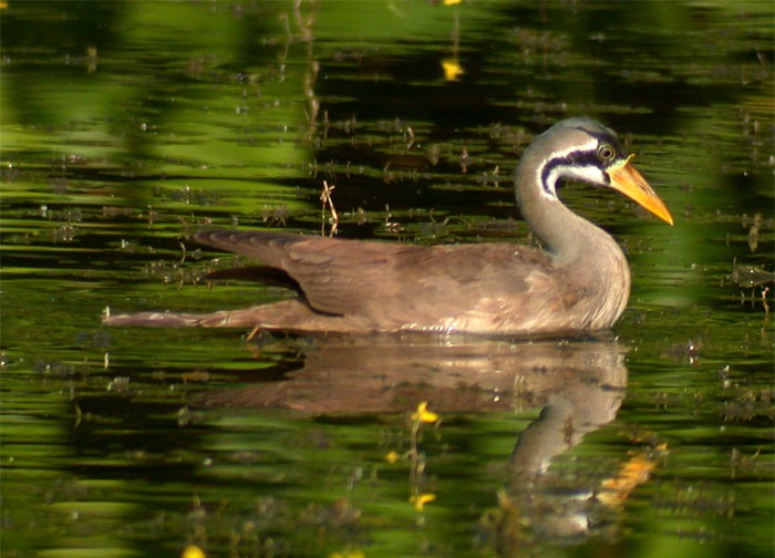 Tunpin.ong, CC BY-SA 3.0 , via Wikimedia Commons - Rare Birds