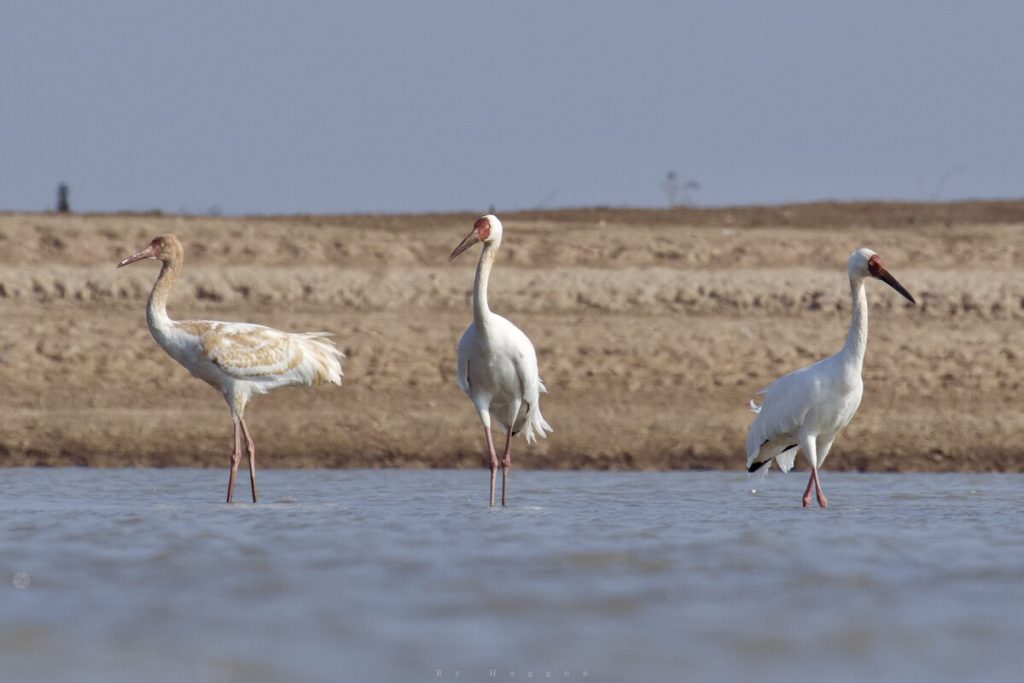 A Dim Light Chaser, CC BY 4.0 <https://creativecommons.org/licenses/by/4.0>, via Wikimedia Commons - Migratory birds