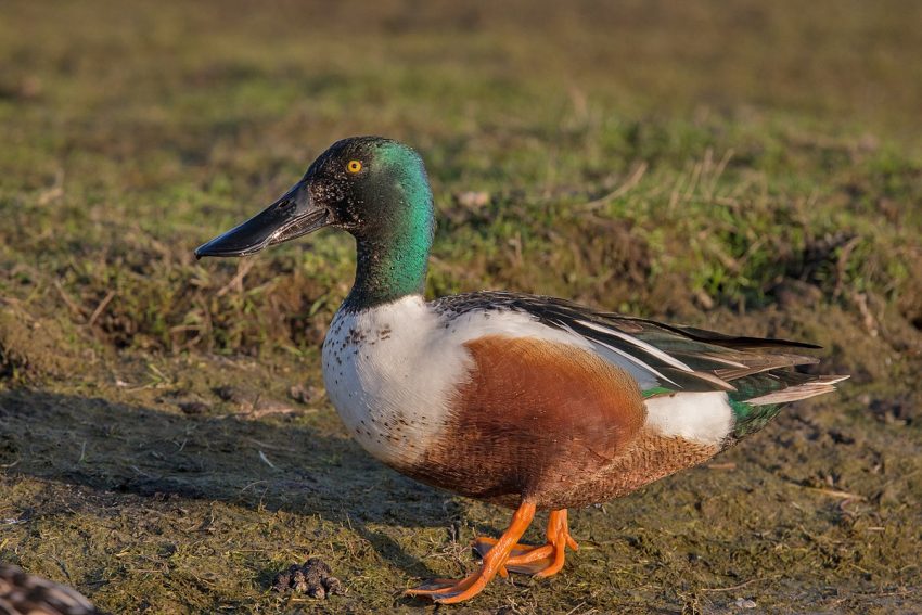 Andreas Trepte, CC BY-SA 2.5 , via Wikimedia Commons - Most Beautiful Migratory Birds