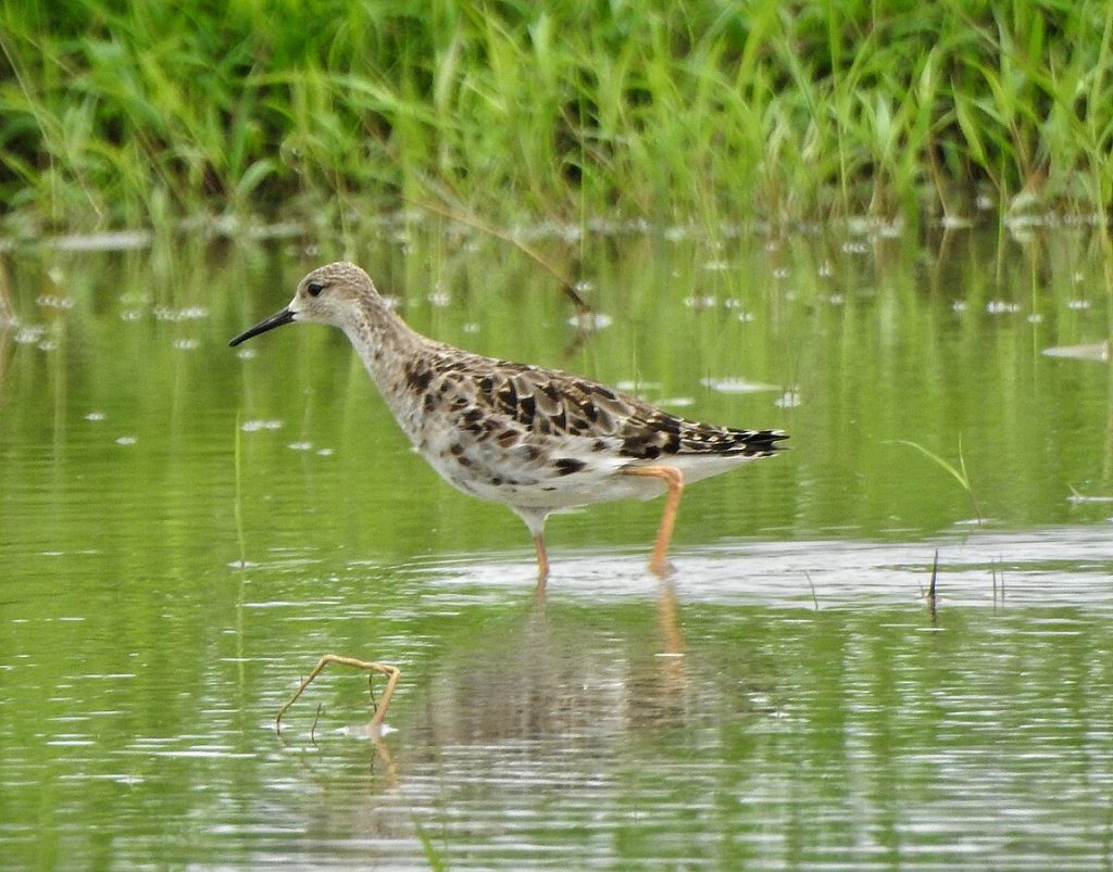 Afsarnayakkan, CC BY-SA 4.0 <https://creativecommons.org/licenses/by-sa/4.0>, via Wikimedia Commons - Migratory Birds