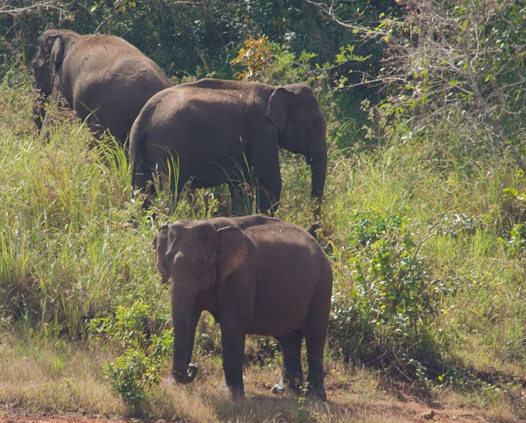 Ashwin Kumar from Bangalore, India, CC BY-SA 2.0 <https://creativecommons.org/licenses/by-sa/2.0>, via Wikimedia Commons - Periyar