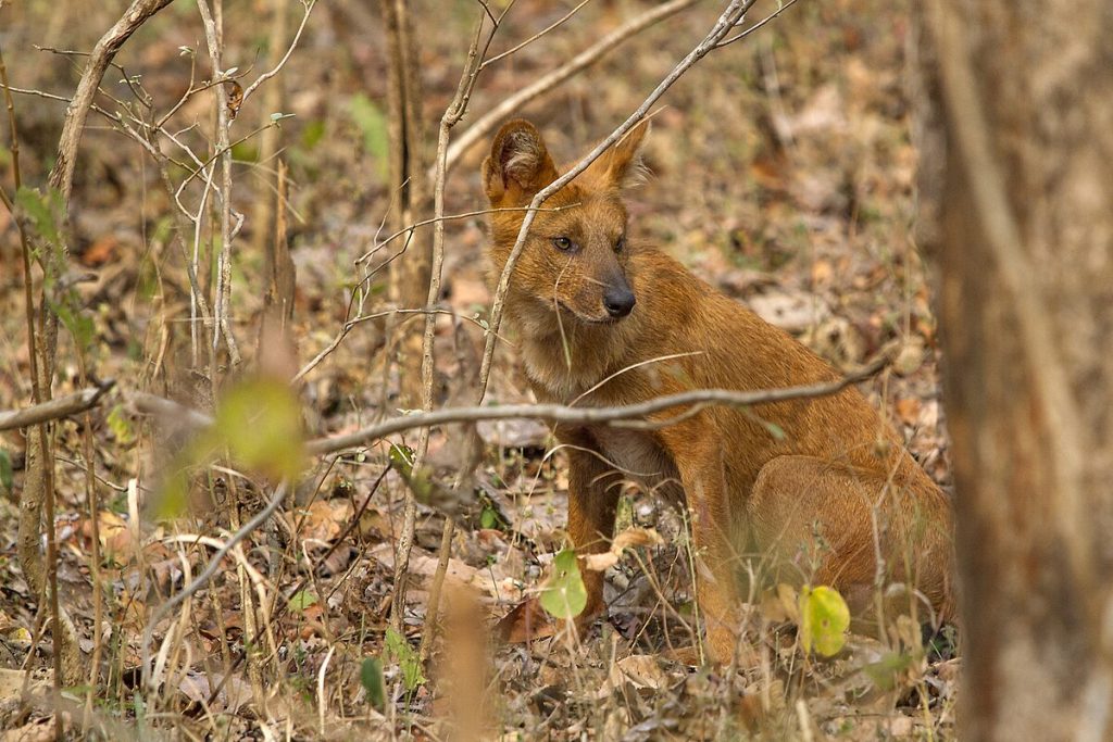 Ramesh Shenai Jr., CC BY 4.0 <https://creativecommons.org/licenses/by/4.0>, via Wikimedia Commons - Wildlife