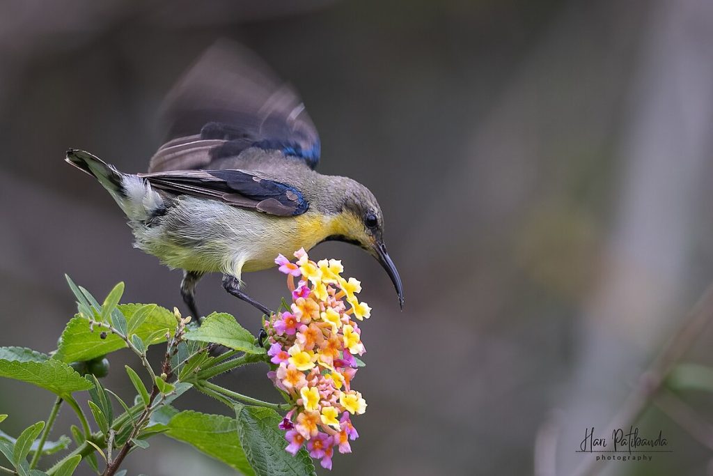 Hari K  Patibanda, CC BY 2.0 <https://creativecommons.org/licenses/by/2.0>, via Wikimedia Commons - Araku Valley