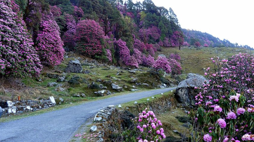 Ssteaj, CC BY-SA 4.0 , via Wikimedia Commons - Chopta